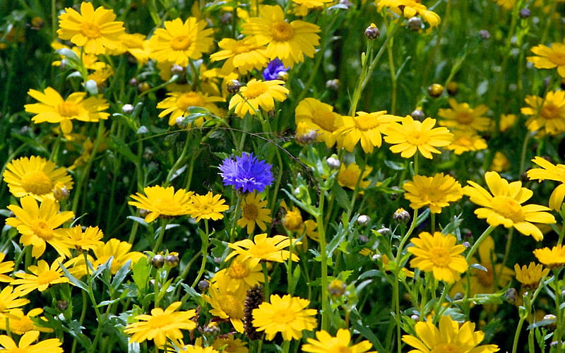 Flowers, yellow, nature, blue, meadow, HD wallpaper