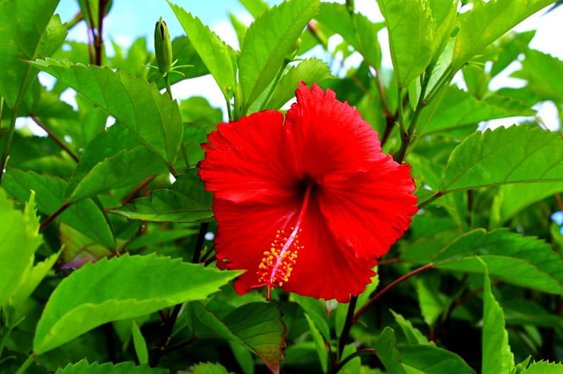 WELCOME SPRING, flower, red, nature, hibiscus, HD wallpaper
