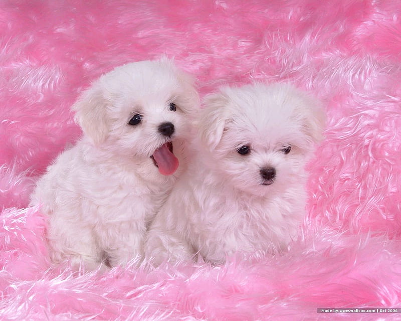 two sweeties, puppies, blanket, white, pink, dog, sweet, HD wallpaper