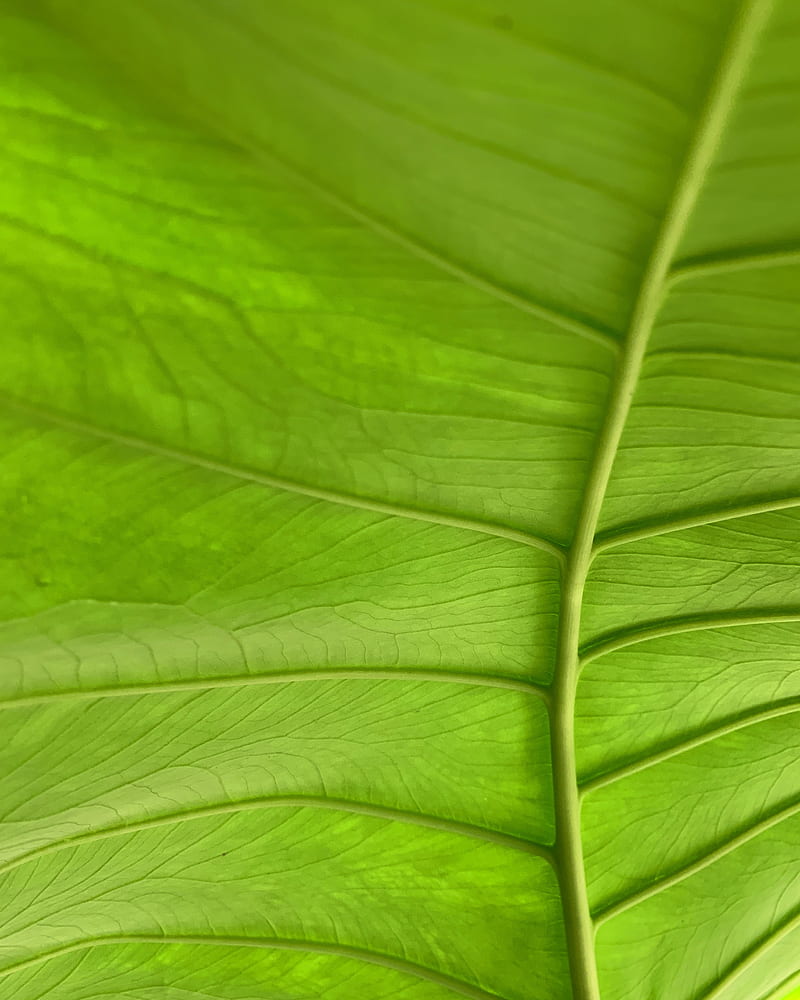 leaf, plant, macro, veins, green, HD phone wallpaper