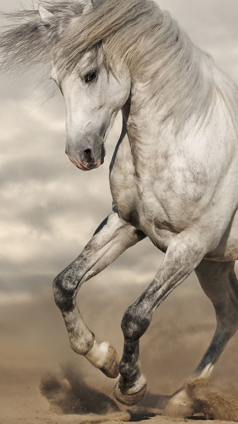Running Horse In Sand, running horse, sand, white, animal, HD phone wallpaper