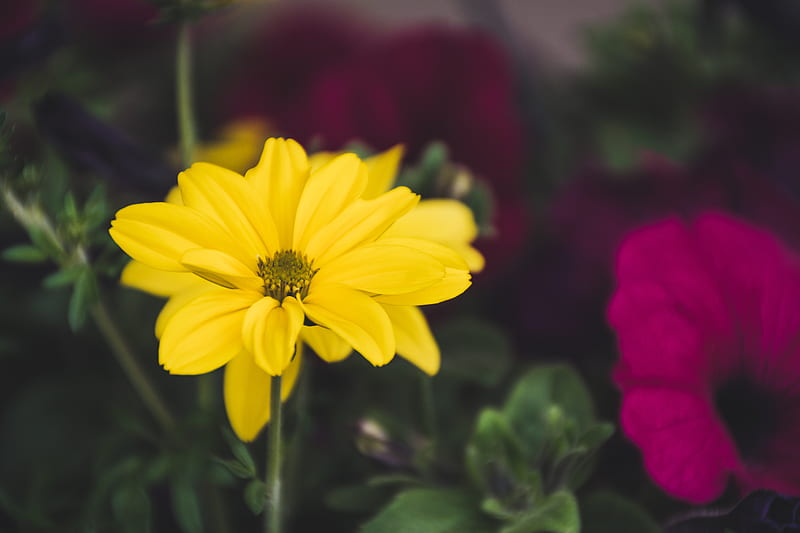 Shallow Focus graphy Of Yellow Flower, HD wallpaper