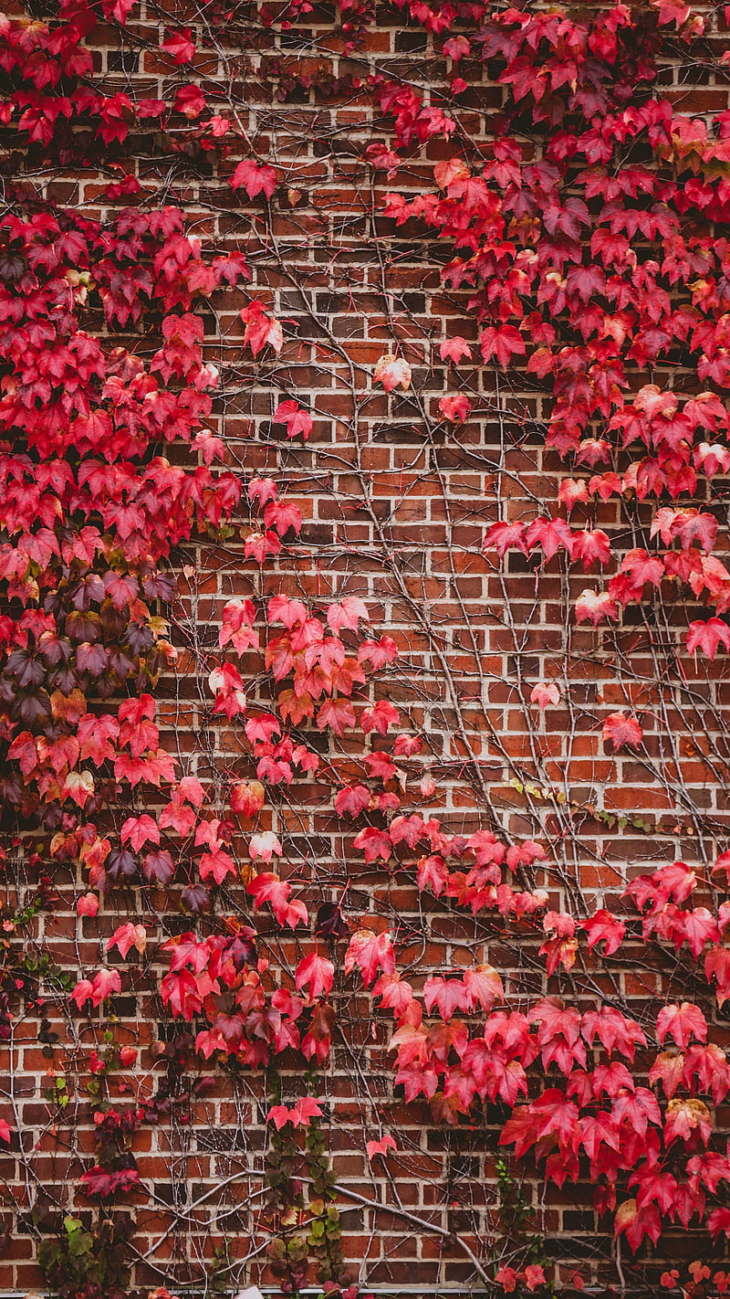Wall, abstract, dark, life, natural, red, tree, trees, HD phone wallpaper