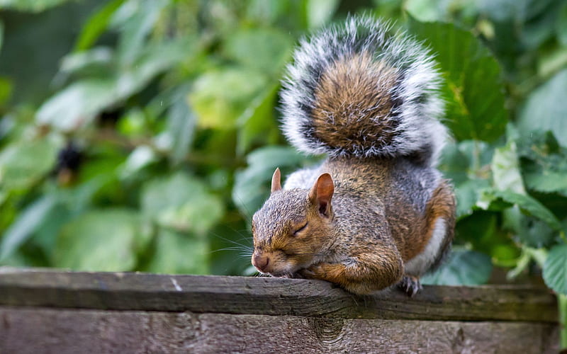 wooden fence, red squirrel, sleeping, HD wallpaper