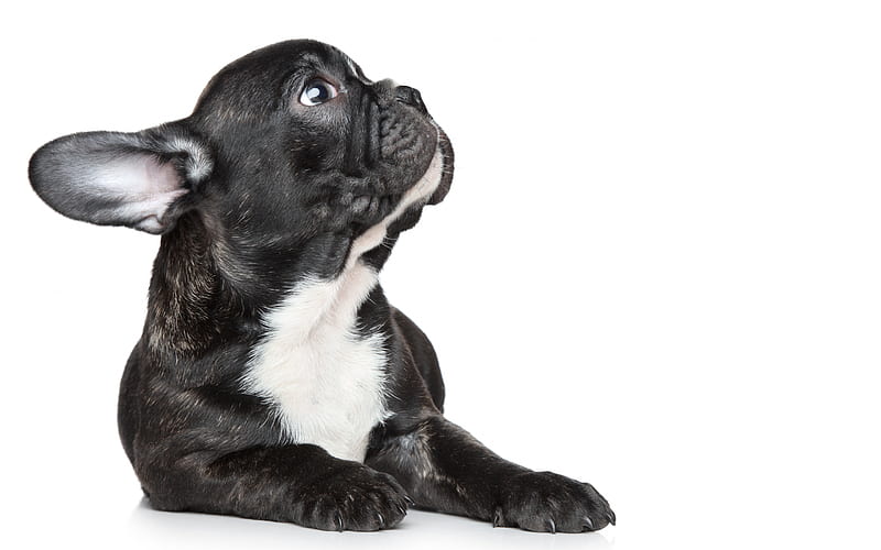 french bulldog, small black puppy, pets, cute animals, dogs, HD wallpaper