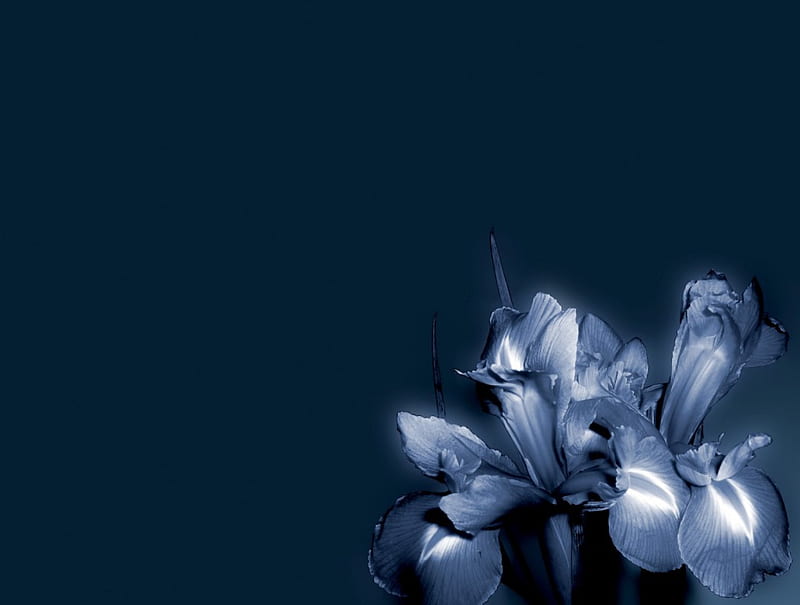 Iris flower, black, blue, HD wallpaper