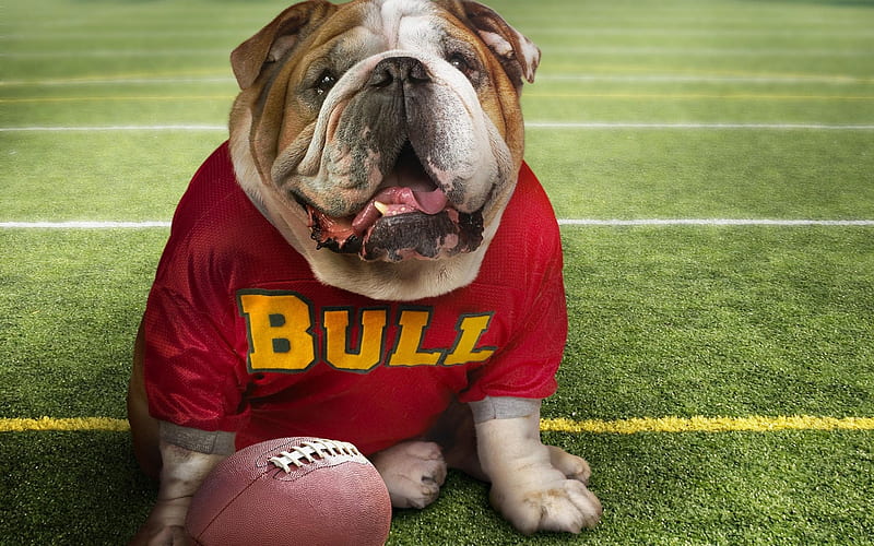 dog Bulls-Funny dog, HD wallpaper