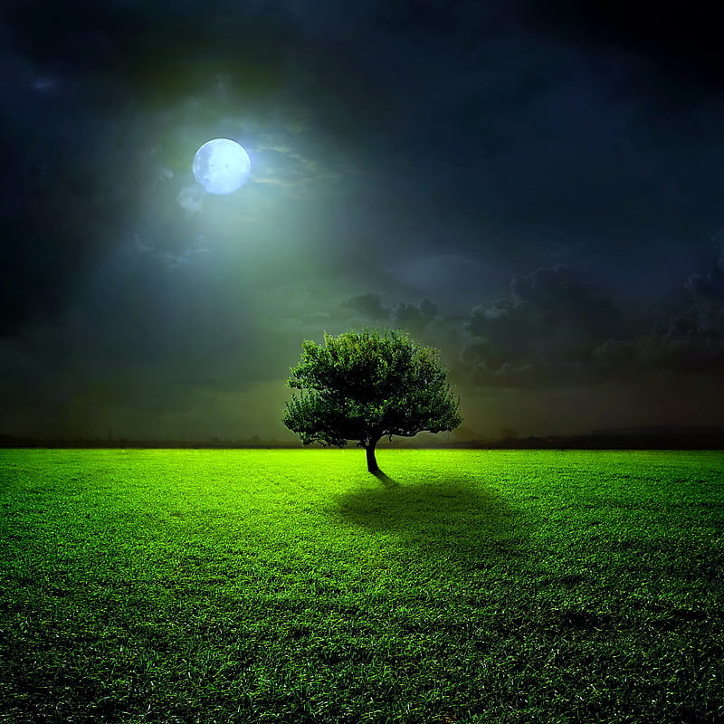 Moonlight, field, night, tree, HD phone wallpaper