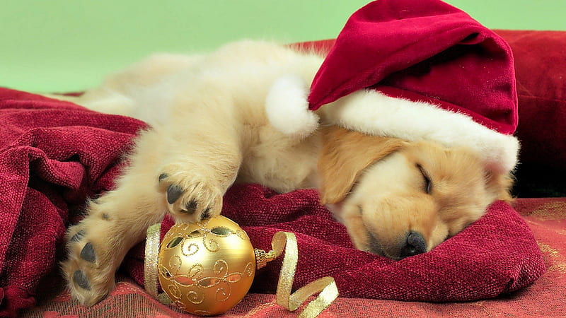 Christmas Puppy, red, ribbon, santa hat, ornament, puppy, HD wallpaper ...