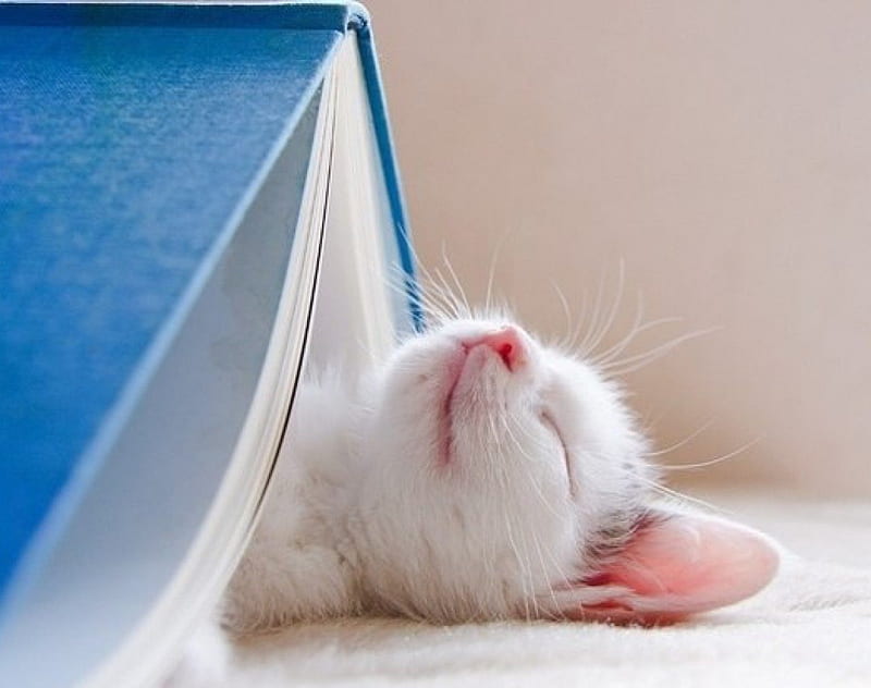 Tired of Reading, cutie, book, white, kitten, sleeping, sweet, HD wallpaper