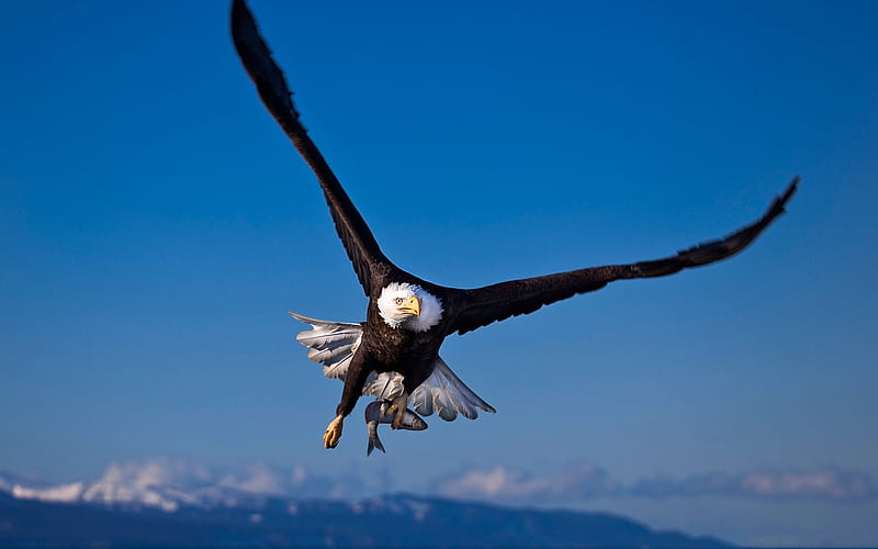 bald eagle, beautiful bird, eagle, birds of prey, bird in the sky, HD wallpaper