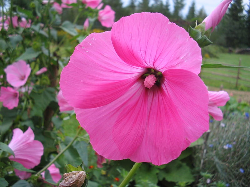 Mallow, green, flower, summer, garden, sky, pink, HD wallpaper