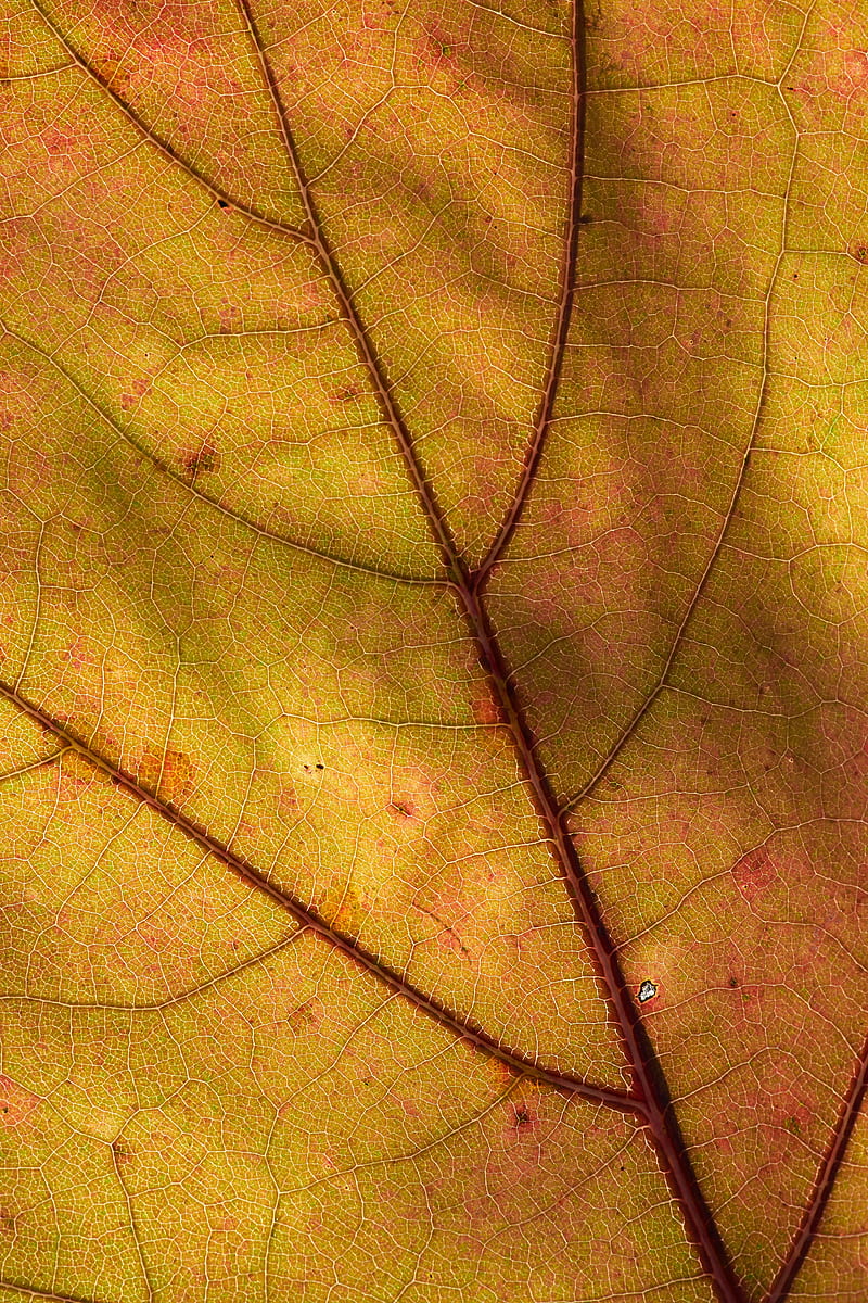 leaf, macro, plant, yellow, HD phone wallpaper
