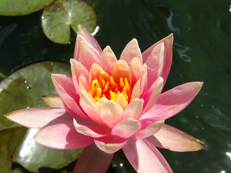 Flor de lirio de agua, narural, flores, naturaleza, flores preciosas, Fondo  de pantalla HD | Peakpx