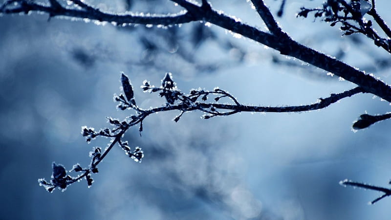 Cold day, frosted abstract, branch, winter, cold, frosty, graphy, snow macro, ice, nature, frozen, frost, HD wallpaper