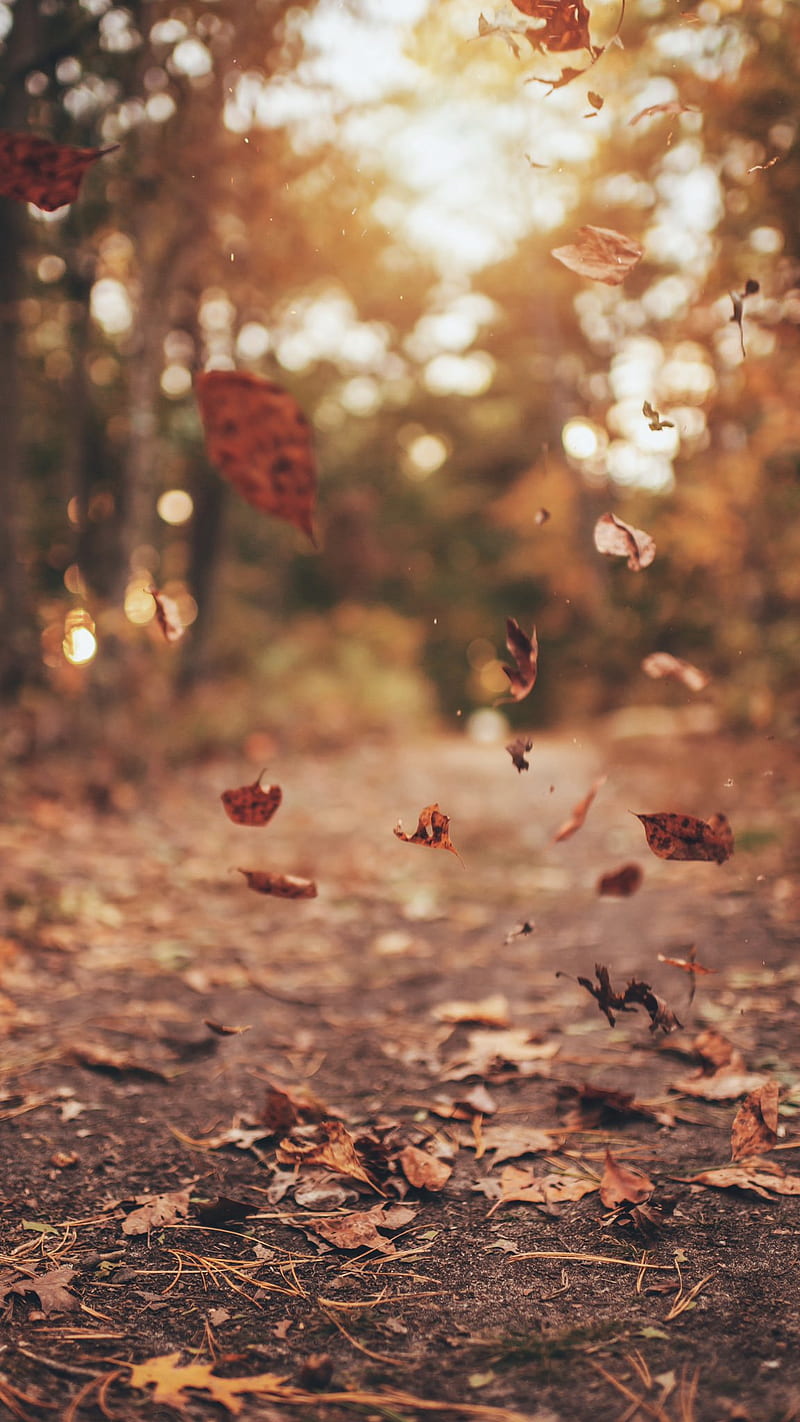 fall, leaves, portrait display, fallen leaves, HD phone wallpaper
