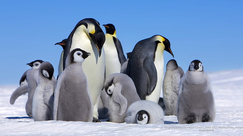 Penguin Family, penguins, snow, winter, animals, HD wallpaper | Peakpx