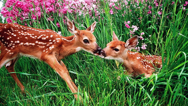 Springtime, flowers, young, meadow, deer, HD wallpaper