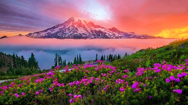Mt. Rainier National Park, Washington, mist, sun, flowers, colors, sunset, trees, sky, HD wallpaper