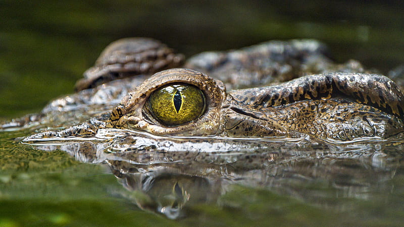 crocodile, eye, predator, reptiles, water, HD wallpaper