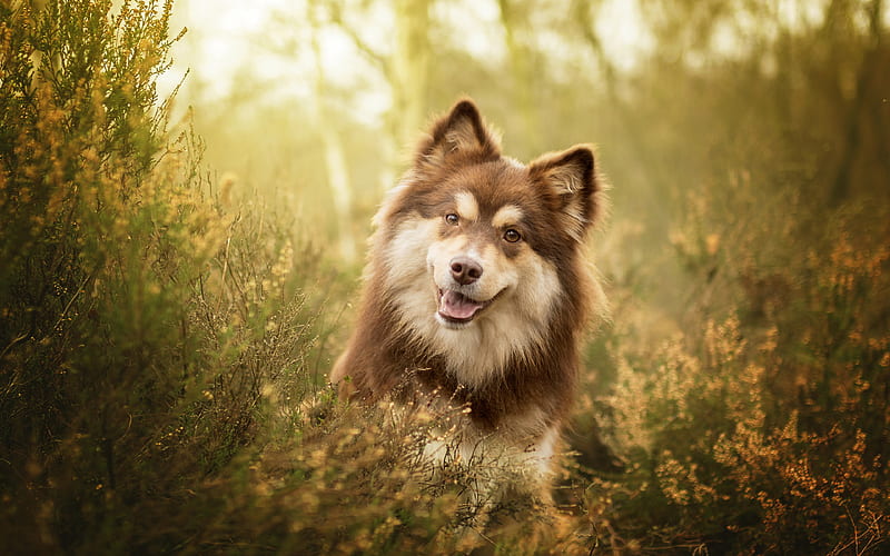Finnish Lapphund, Spitz, brown furry dog, pets, grass, HD wallpaper