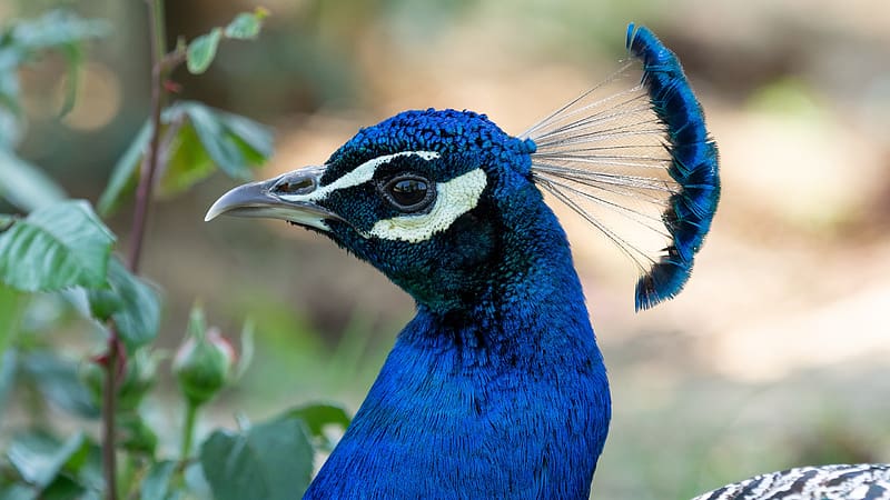 Peacock, blue, pracock, bird, paun, one, head, nature, pasari, HD wallpaper