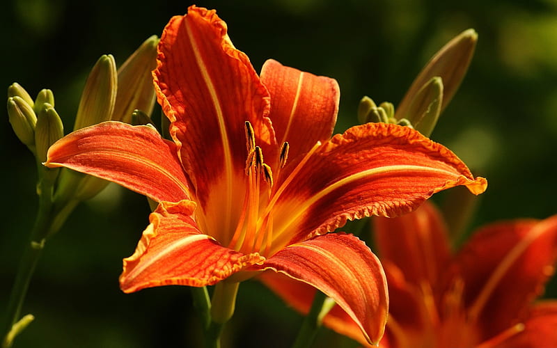orange lilies-Like beautiful flowers, HD wallpaper