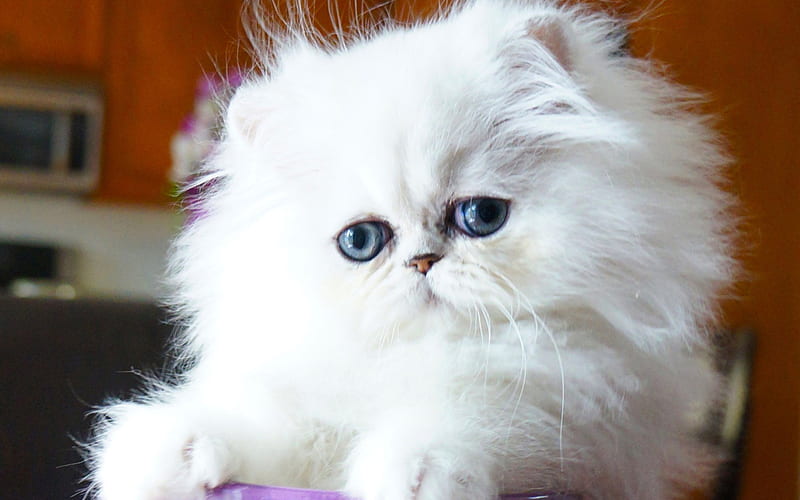 white persian cat, kitten, cute animals, cats, Persian Cats, pets, Persian kitten, HD wallpaper