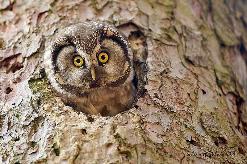 Peek a Boo, home, peeking, sweet, cute, tree, bird, staring, boreal owl, peering, HD wallpaper