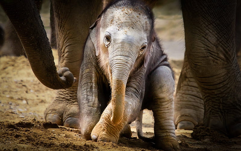 small elephant, cub, Africa, elephants, cute animals, HD wallpaper