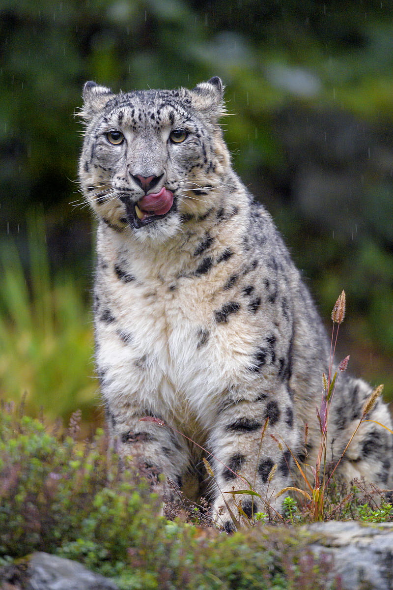 snow leopard, leopard, big cat, predator, protruding tongue, HD phone wallpaper