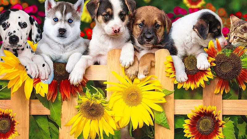 Hund, Sonnenblume, Zaun, Deutschland, HD wallpaper
