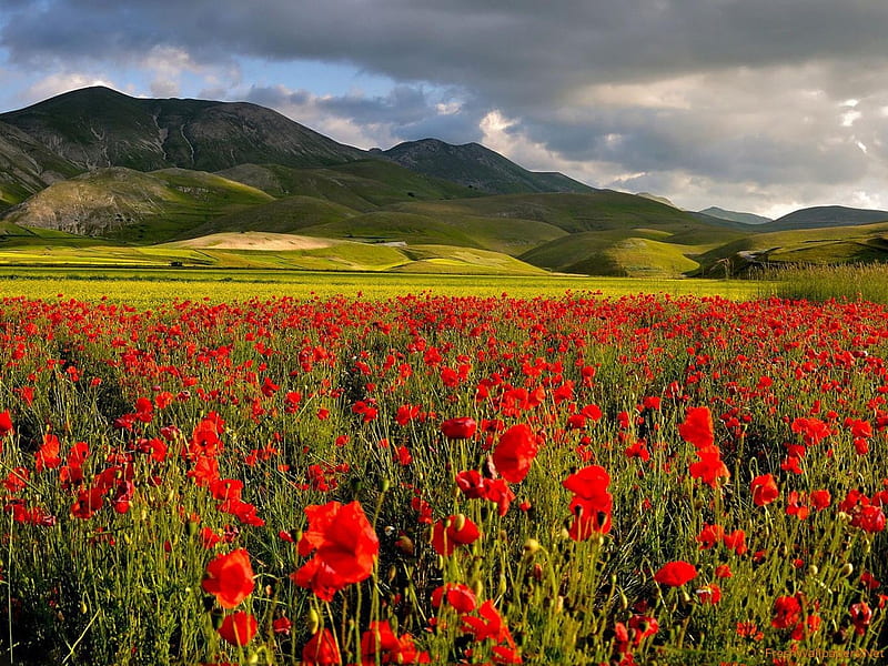 720P free download | Dark clouds Above the Poppies Field, mountain