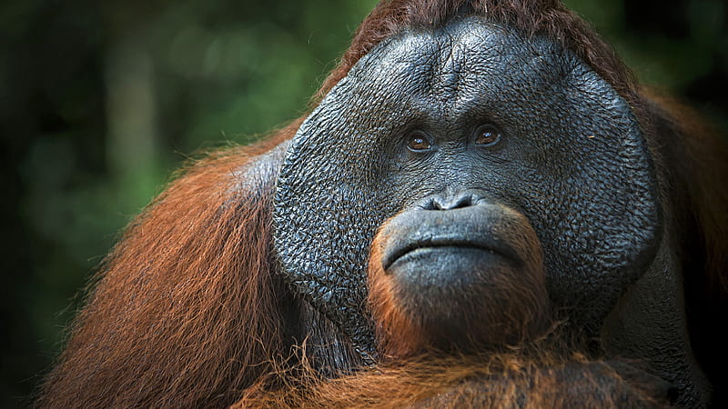 Funny Orangutan Face Funny Monkey, HD wallpaper