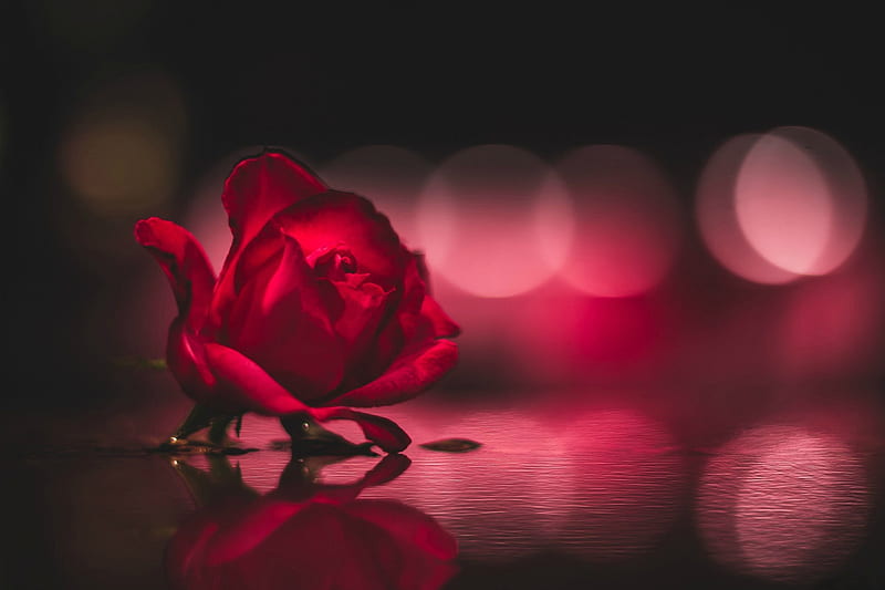 A Single Red Rose , Valentines, Valentines Day, rose, flower, circles, reflection, HD wallpaper