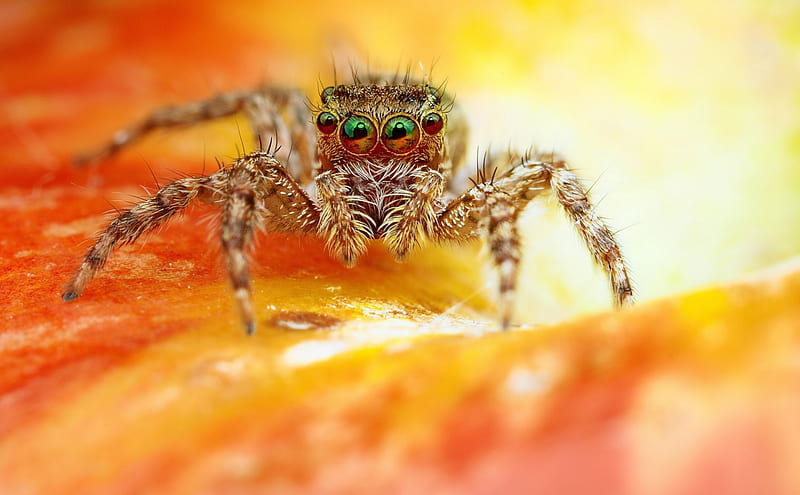 Spider, orange, insect, eyes, jumper, HD wallpaper