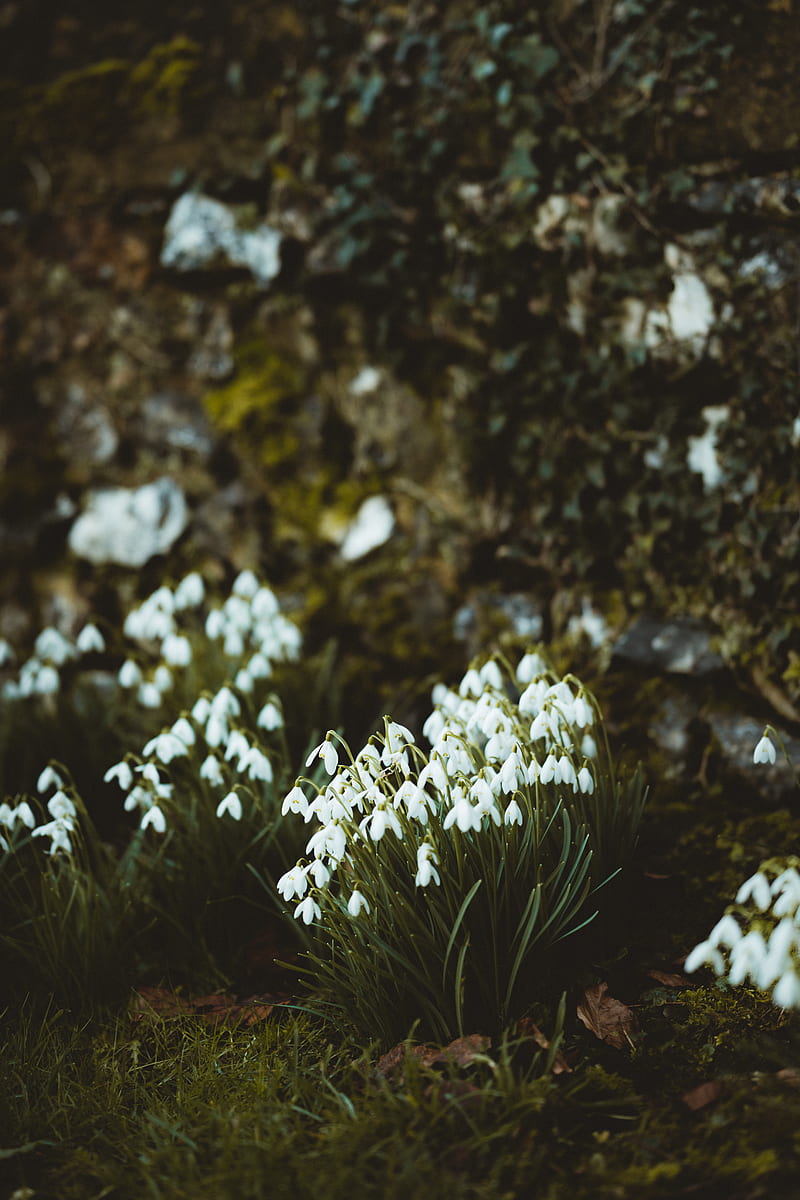 snowdrops, flowers, white, bloom, spring, HD phone wallpaper