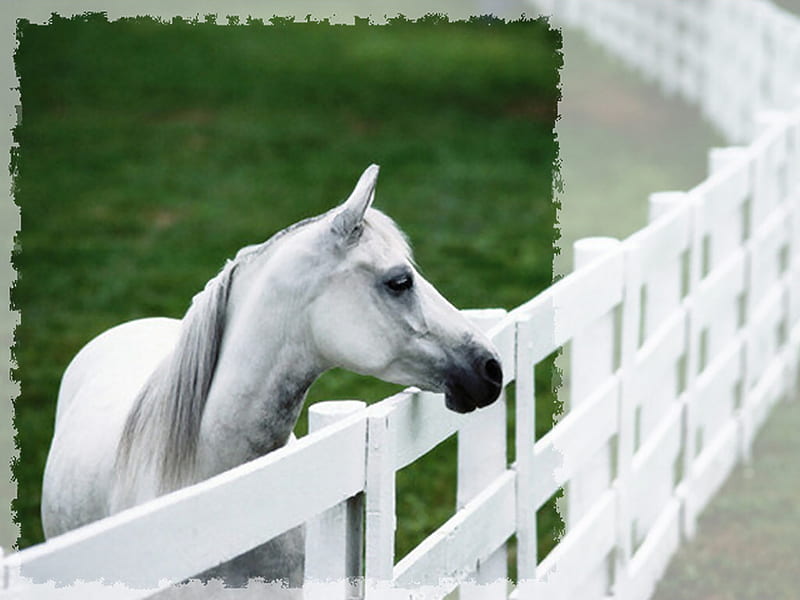 White Horse , fence, head, raymond gehman, equine, gehman, horse, animal, graphy, white horse, HD wallpaper