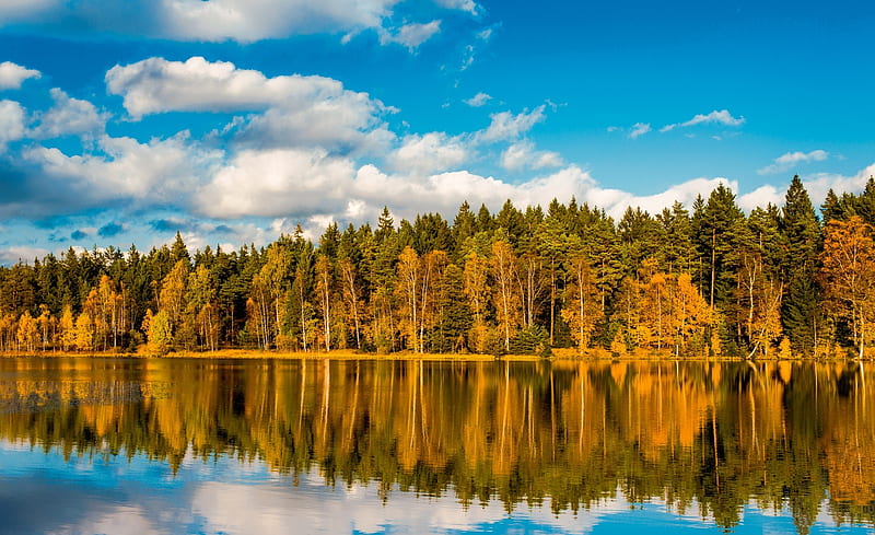 Autumn in the Ore Mountains Ultra, Seasons, Autumn, Landscape, Trees, Tree, Forest, Colors, Golden, Germany, Pond, Woods, Fall, Place, Waters, Autumnal, saxony, parents, Erzgebirge, Ore Mountains, HD wallpaper
