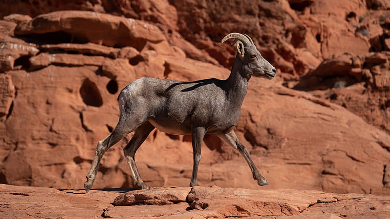 Nubian Ibex In Brown Stone Rock Background Animals, HD wallpaper