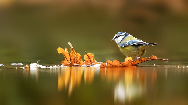 Blue Tit, water, autumn, bird, orange, toamna, pitigoi, leaf, pasari, HD wallpaper