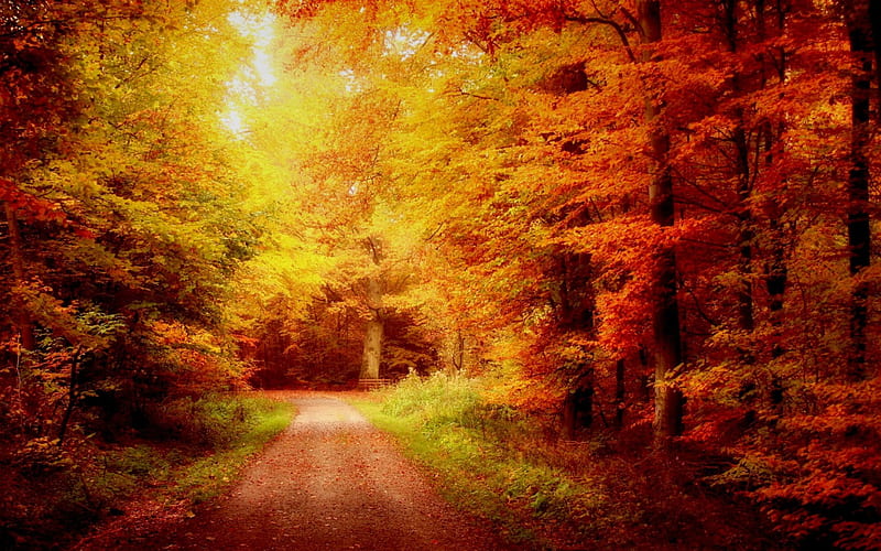 AUTUMN ROAD, forest, autumn, tunnel, road, HD wallpaper | Peakpx