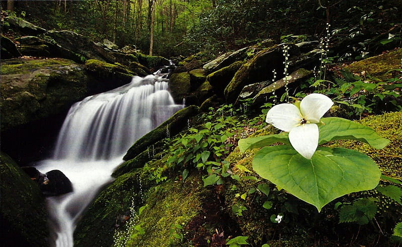 Trillium and Waterfall romance, trillium, floral, graphy, love, waterfall, wide screen, flower, beauty, HD wallpaper