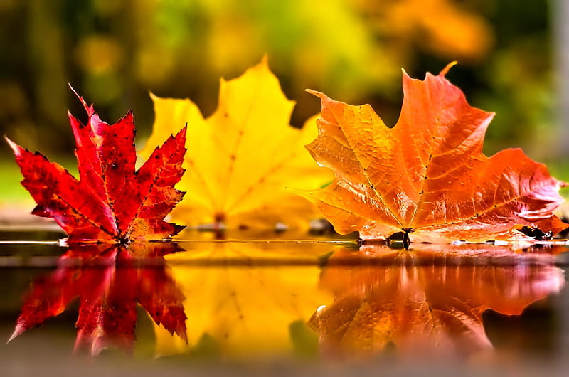 Leaves in background, autumn, colorful, fall, large, should be a trend, water, HD wallpaper