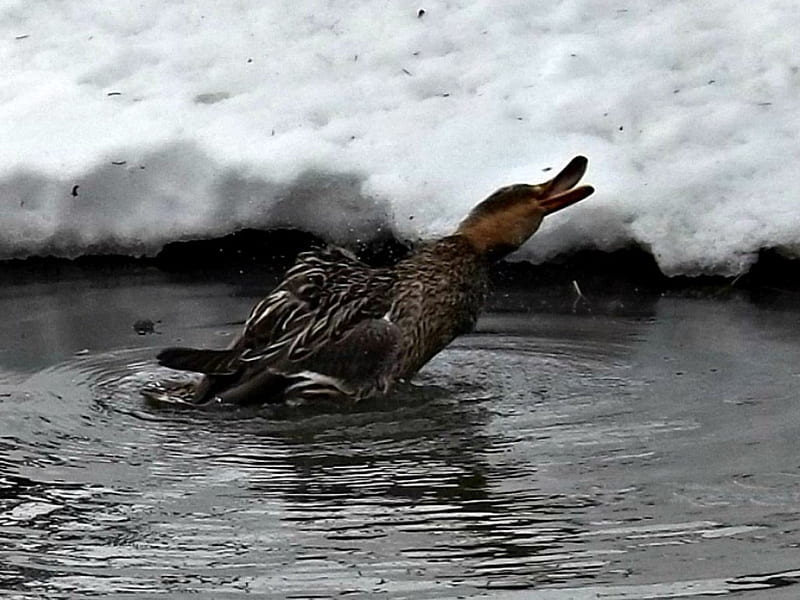 mallerd female duck, pond, water, snow, wild, ducks, mallard, animals, HD wallpaper