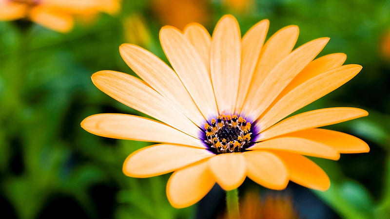 Orange-daisy, hot, nature, orange, daisy, HD wallpaper | Peakpx