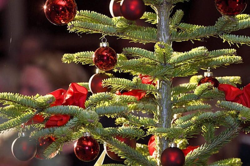 Christmas Tree, frumos, impodobit, ce, e, HD wallpaper