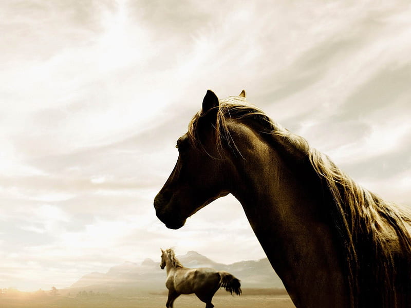 horse riding-Amazing Horse theme, HD wallpaper