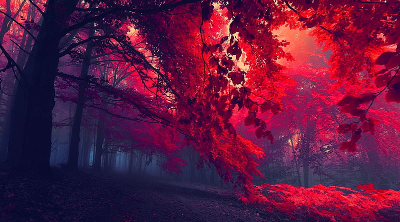 Dark red forest, forest, fall, autumn, lovely, dusk, bonito, magic, trees, mist, mystic, leaves, nice, dark, path, nature, enchanted, HD wallpaper