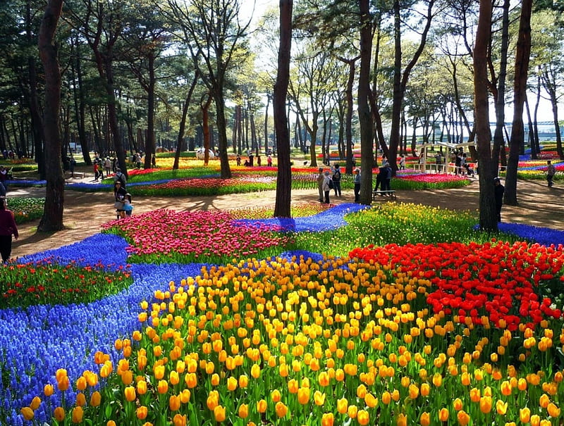 Hitachi Seaside Park, japan, hyacinths, flower, blossoms, spring, sunshine, tulips, trees, HD wallpaper